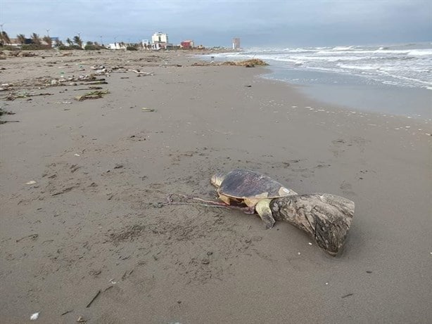 Nuevamente recala tortuga muerta en la playa de Coatzacoalcos