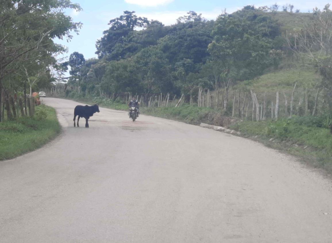 Automovilistas consideran peligrosa carretera Agua Dulce-Nuevo Teapa por ganado suelto