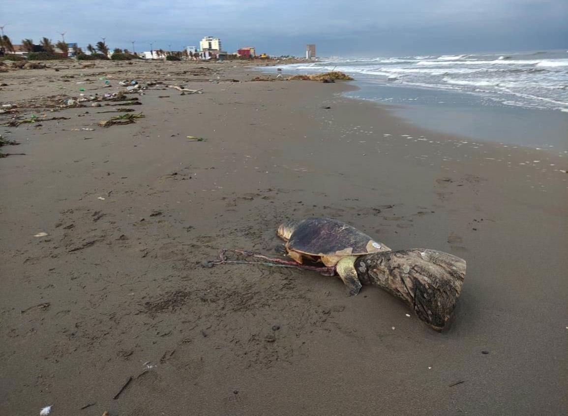 ¿Cuántas tortugas han aparecido sin vida este 2023 en costas del sur de Veracruz?
