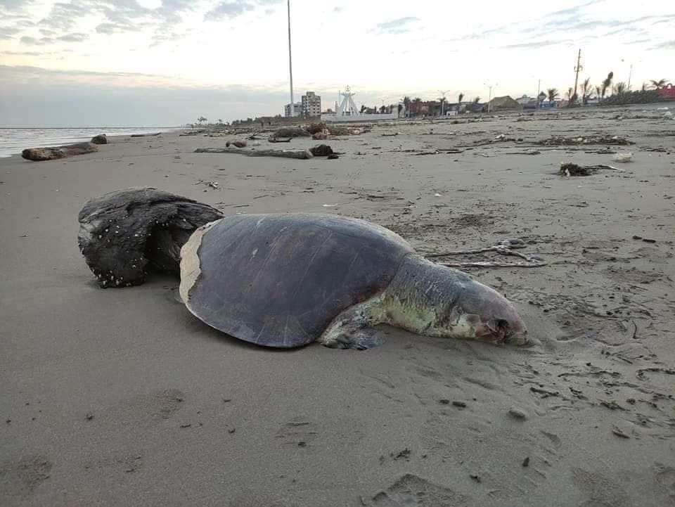 Nuevamente recala tortuga muerta en la playa de Coatzacoalcos