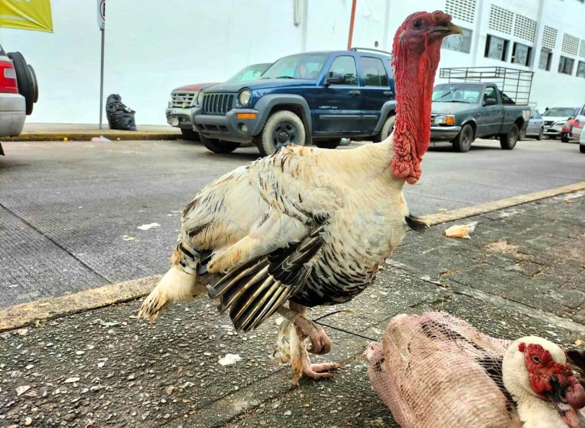 Desde la sierra vienen a ofrecer patos, pollos y pavos en Coatzacoalcos ¿cómo van las ventas?