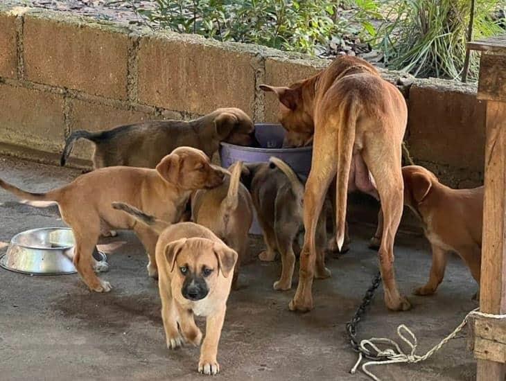 Matan a 6 perritos tras aventar comida envenenada dentro de un refugio de animales en Minatitlán