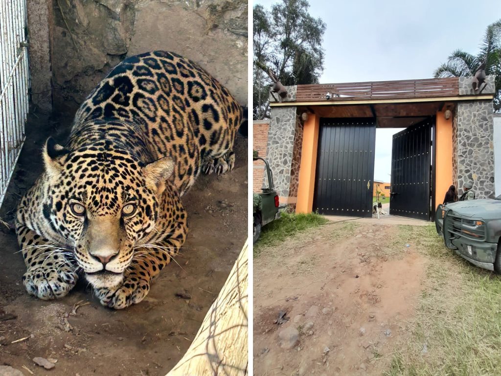 Decomisan armas, sustancias ilícitas y hasta un jaguar durante cateo en Jalisco