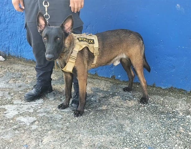 Adiestramiento canino, indispensable para la seguridad; así se implementa en Coatzacoalcos