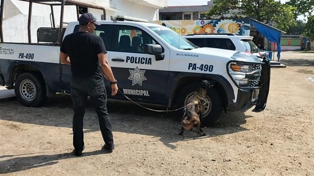 Adiestramiento canino, indispensable para la seguridad; así se implementa en Coatzacoalcos