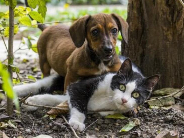 Alerta en colonia de Minatitlán por exterminio de perros y gatos ¡los están envenenando!