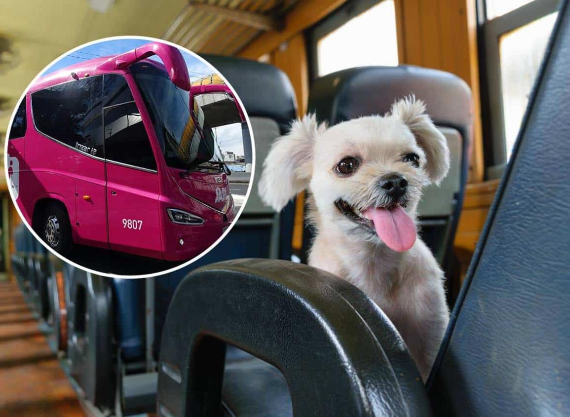 ¿Quieres viajar con tu mascota? JAPI autobuses te lo permite con estos requisitos