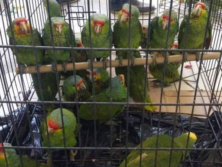 Mercado negro de animales silvestres prolifera en carreteras del sur de Veracruz ¡nadie los detiene!