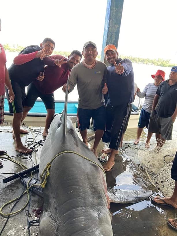 Capturan tiburón de media tonelada en costas de Tabasco l VIDEO