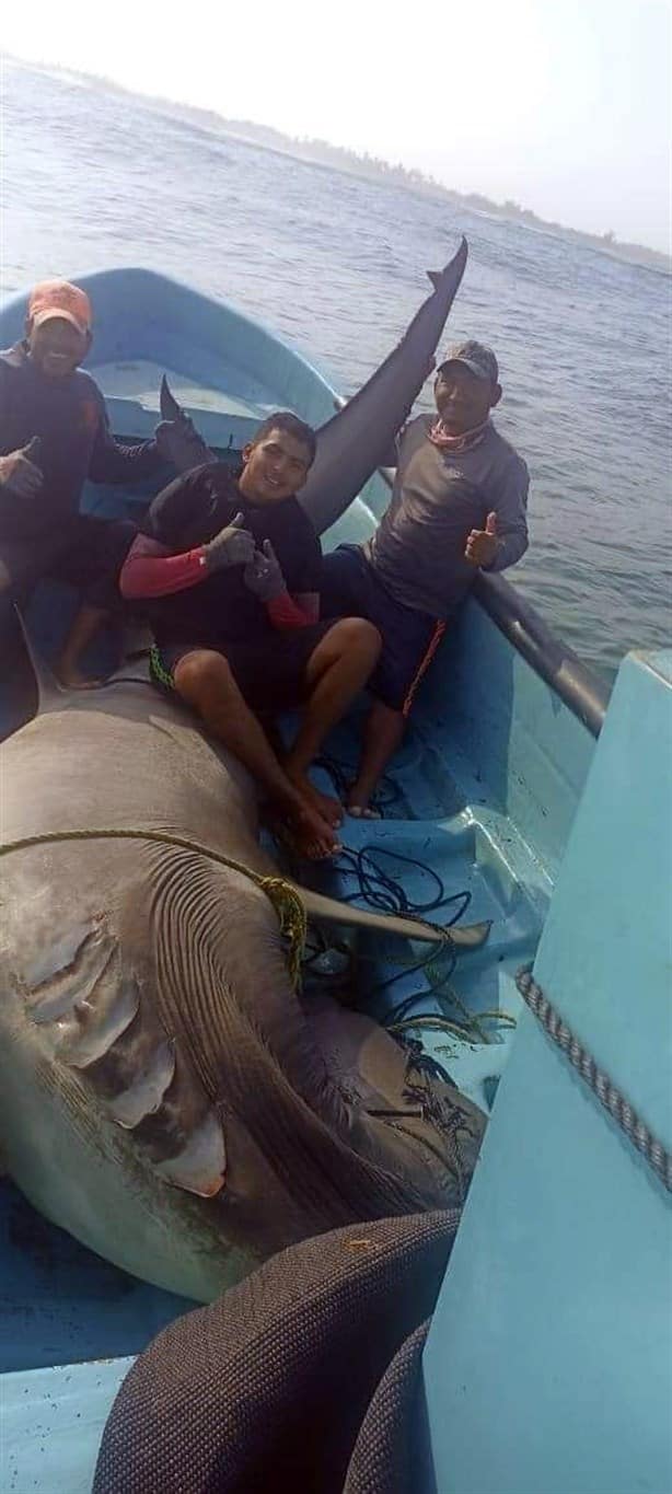 Capturan tiburón de media tonelada en costas de Tabasco l VIDEO