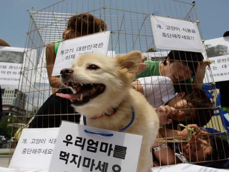 Corea del Sur prohíbe la venta y consumo de carne de perro