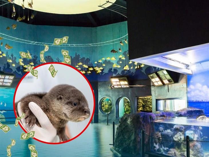 Aquarium de Veracruz rescata a nutria bebé; la vendían ilegalmente