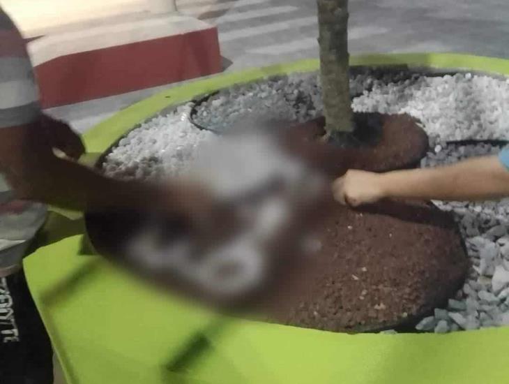 Recién remodelada, plaza de la Juventud en Nanchital es vandalizada con dibujos obscenos