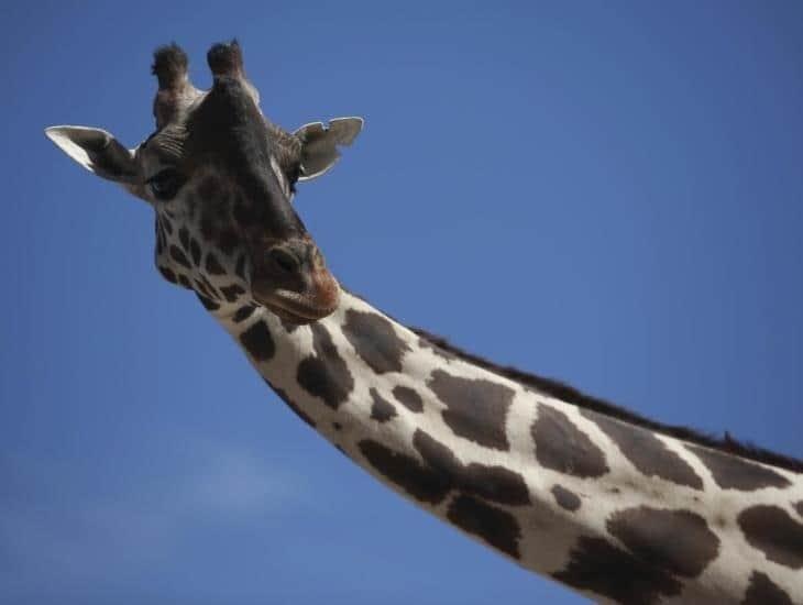 Jirafa ‘Benito’ será trasladada a Africam Safari en Puebla