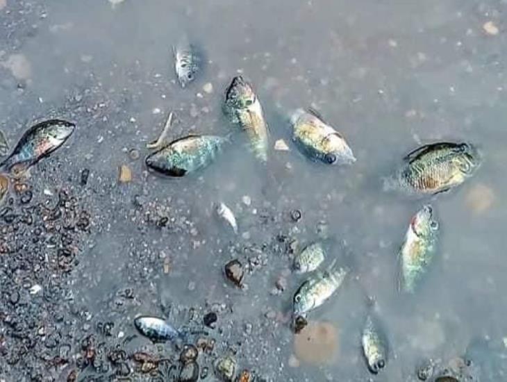 Alarma entre pescadores en Catemaco por aparición de peces muertos en el arroyo de Matacalcintla