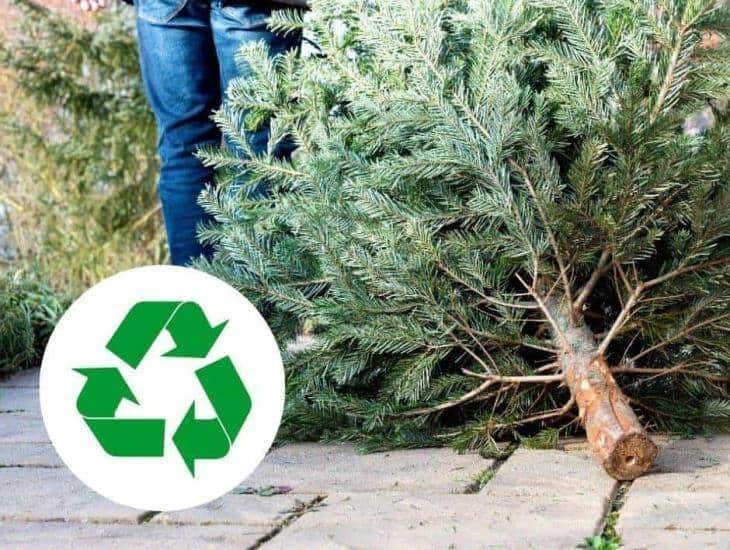 ¿Qué hacer con el árbol de navidad natural? Aquí te decimos a dónde llevarlos