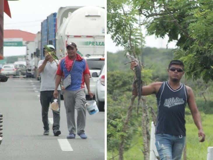 A plena luz del día trafican animales protegidos en carretera Coatzacoalcos-Villahermosa