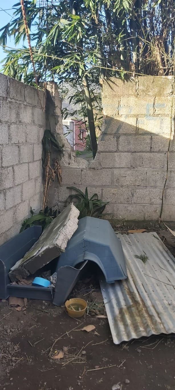 Lanzan SOS en refugio de perros de zona centro de Veracruz tras impacto de tormenta