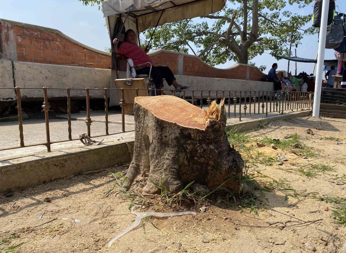 Repentina tala de árboles en malecón viejo de Minatitlán sorprendió a comerciantes