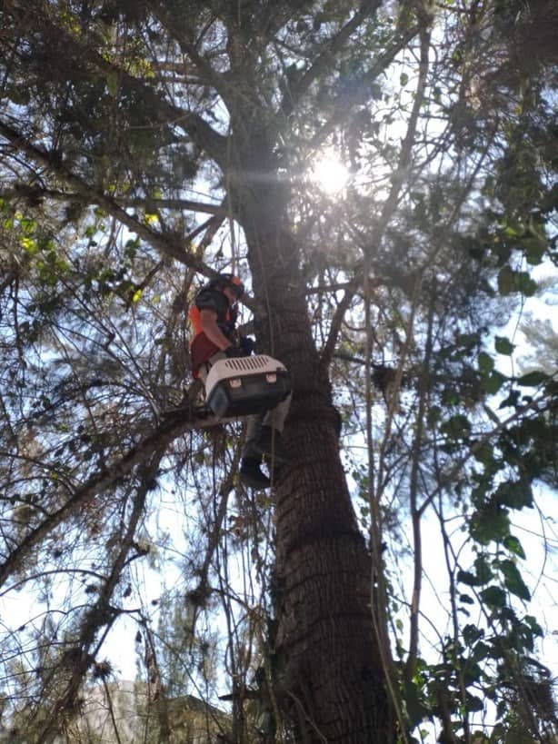 ¡Héroes sin capa! Rescatan a gatita atrapada en un árbol, en Xalapa