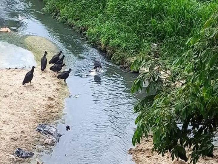 A pesar del daño ambiental, gobierno municipal indiferente a ‘foco de infección’