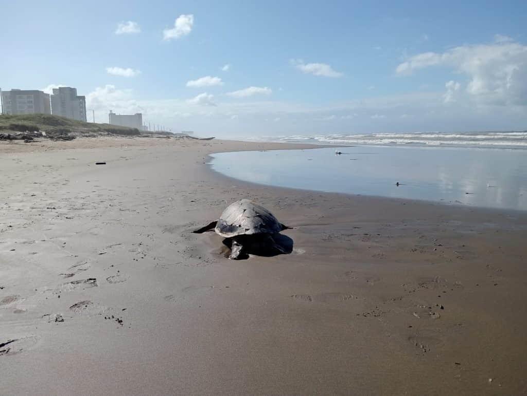 Recala primera tortuga muerta de este 2024 en playa de Coatzacoalcos