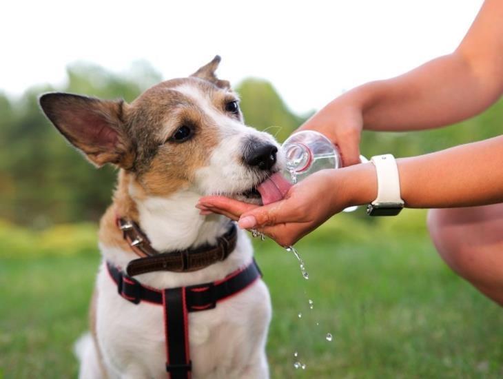 Ola de calor: ¿Qué hacer si tu mascota sufre de un episodio de insolación?