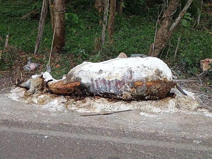 Restos de bovino sobre la carretera Las Choapas-Paralelo se convirtieron foco de infección