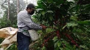 En Veracruz, hay buena cosecha de café y estabilidad de precio
