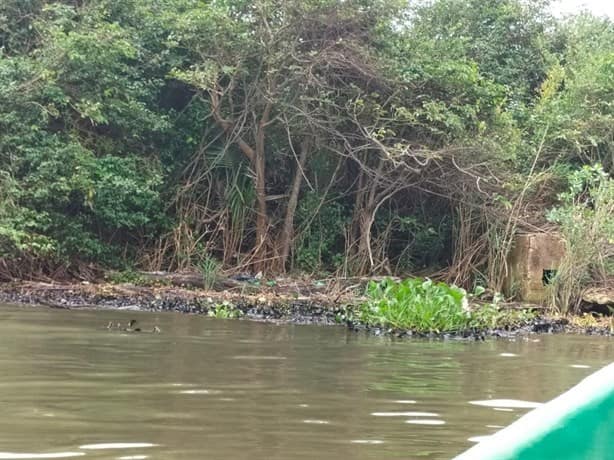 Se extiende nuevo derrame de petróleo en el río Coatzacoalcos; deja mortandad de flora y fauna | VIDEO