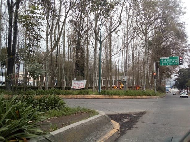 Tala de árboles en Xalapa: ¿cortarán más en la avenida Xalapa? esto sabemos
