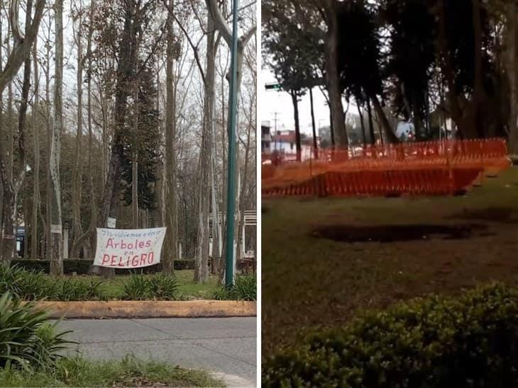 Tala de árboles en Xalapa: ¿cortarán más en la avenida Xalapa? esto sabemos