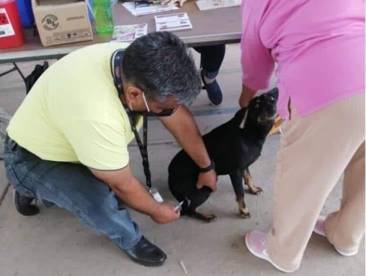 En esta fecha realizarán Jornada Nacional Antirrábica Canina y Felina en Las Choapas