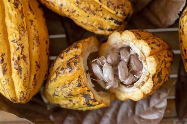 Misantla posee condiciones ecológicas propicias para cultivo del cacao: Productores