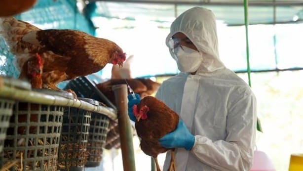 Aumento en casos de Gripe aviar: ¿qué es y cómo se contagia? 