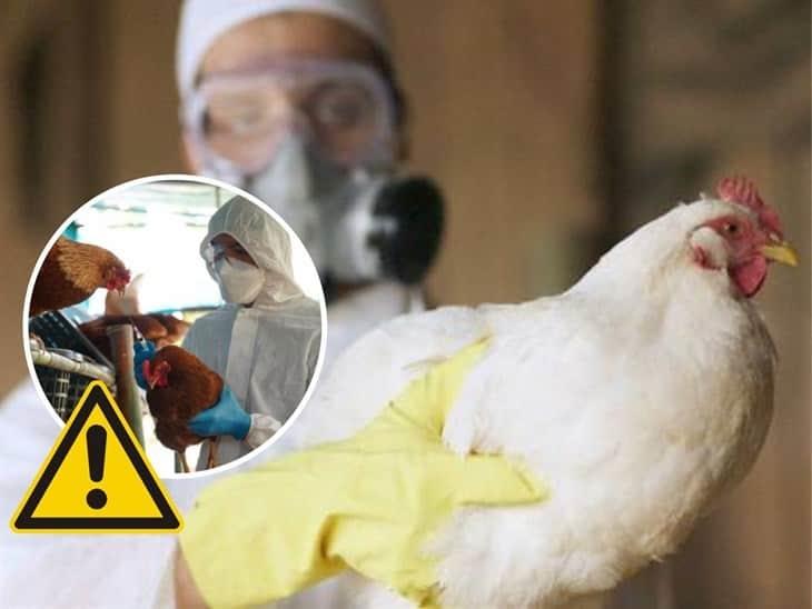 Aumento en casos de Gripe aviar: ¿qué es y cómo se contagia? 
