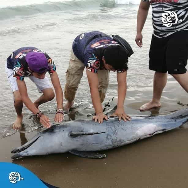 Encuentran a delfín varado en playas de Coatzacoalcos (+VIDEO)
