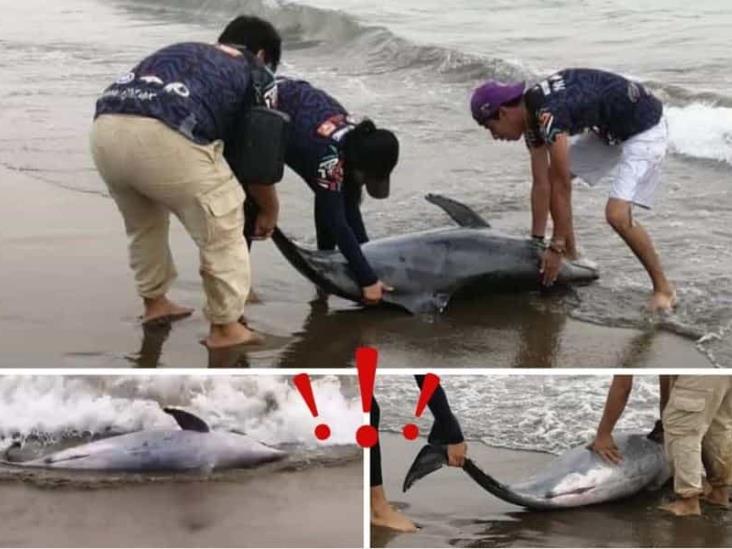 Encuentran a delfín varado en playas de Coatzacoalcos (+VIDEO)