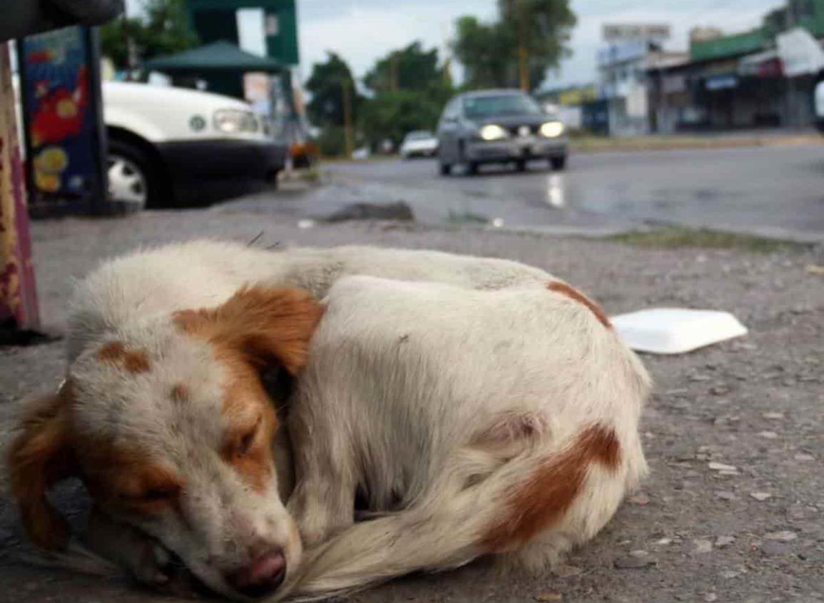 Café jarocho: Ley Animal en Veracruz es letra muerta