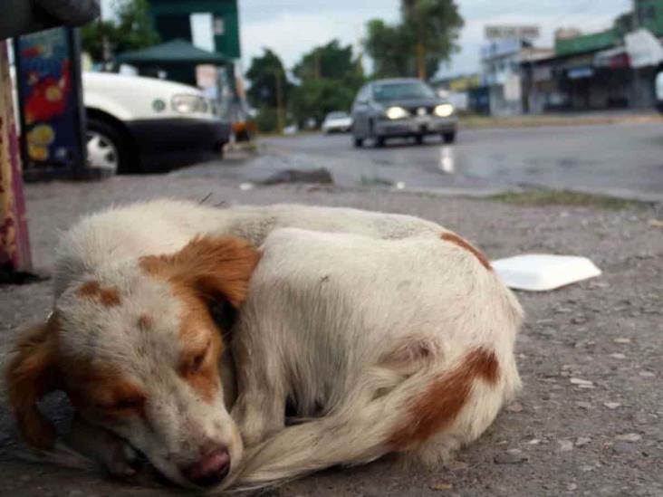Estas son las colonias con más casos de maltrato animal en Xalapa