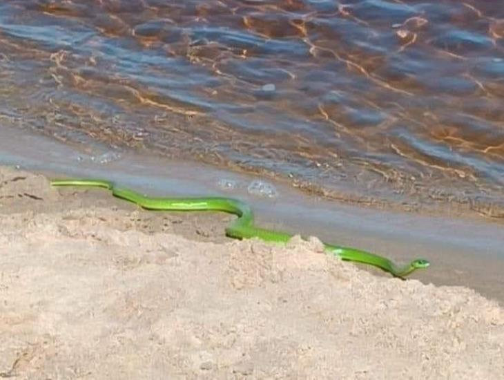 Preocupa presencia de serpientes en balnearios naturales de Sayula