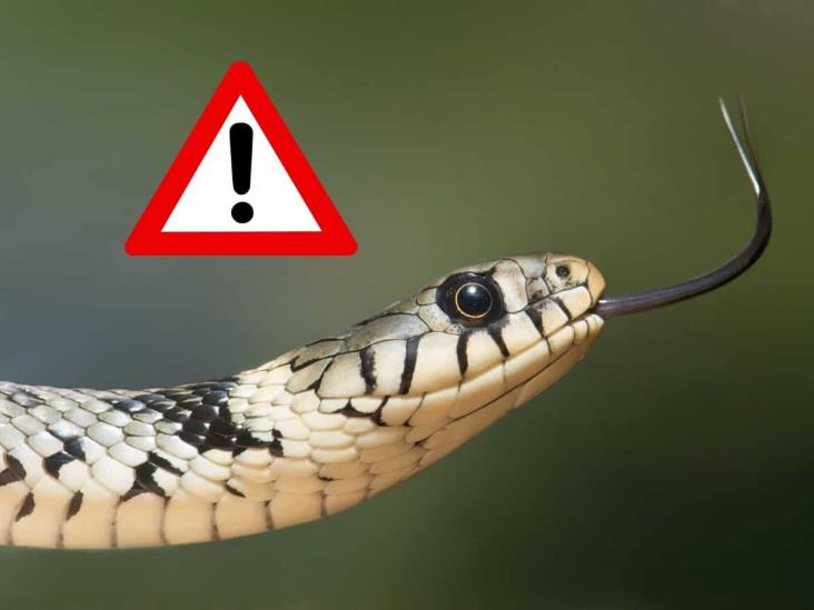 Más vale prevenir; advierten en Misantla por riesgos de mordeduras de serpiente