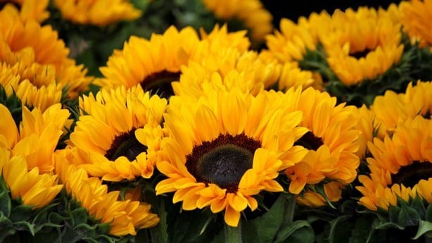 ¿Qué significa regalar flores amarillas el 21 de marzo?