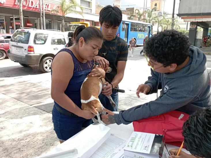 ¡Lleva a tu michi y lomito! Arranca la Campaña de Vacunación Antirrábica en Mendoza