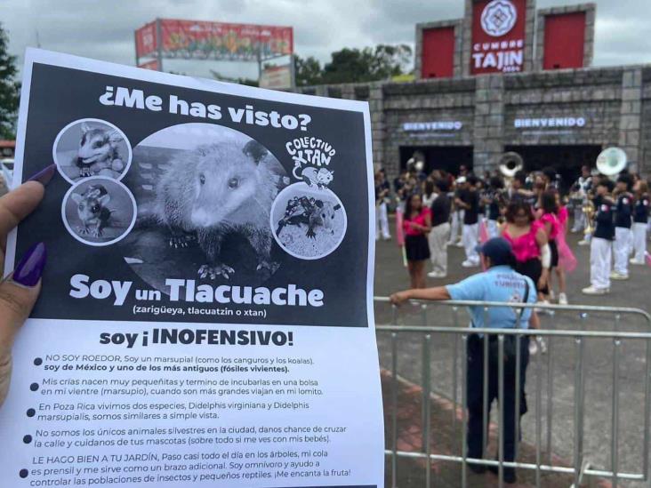 Defensores de tlacuaches piden respetar la fauna del Totonacapan durante Cumbre Tajín