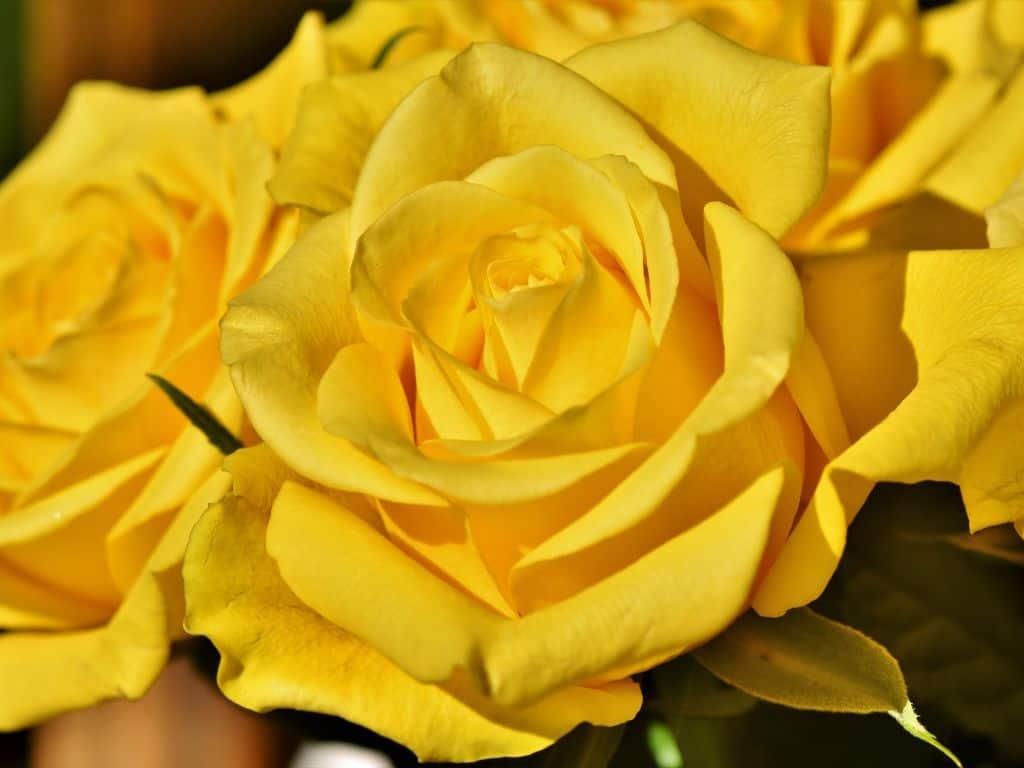 No solo el 21 de marzo, estas son las otras fechas donde se regalan flores amarillas