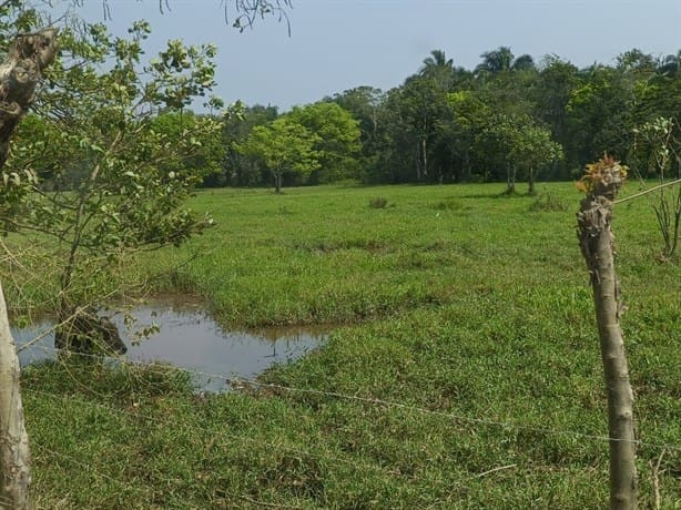 Altas temperaturas empiezan a secar represas; campos de Moloacán sufren afectaciones