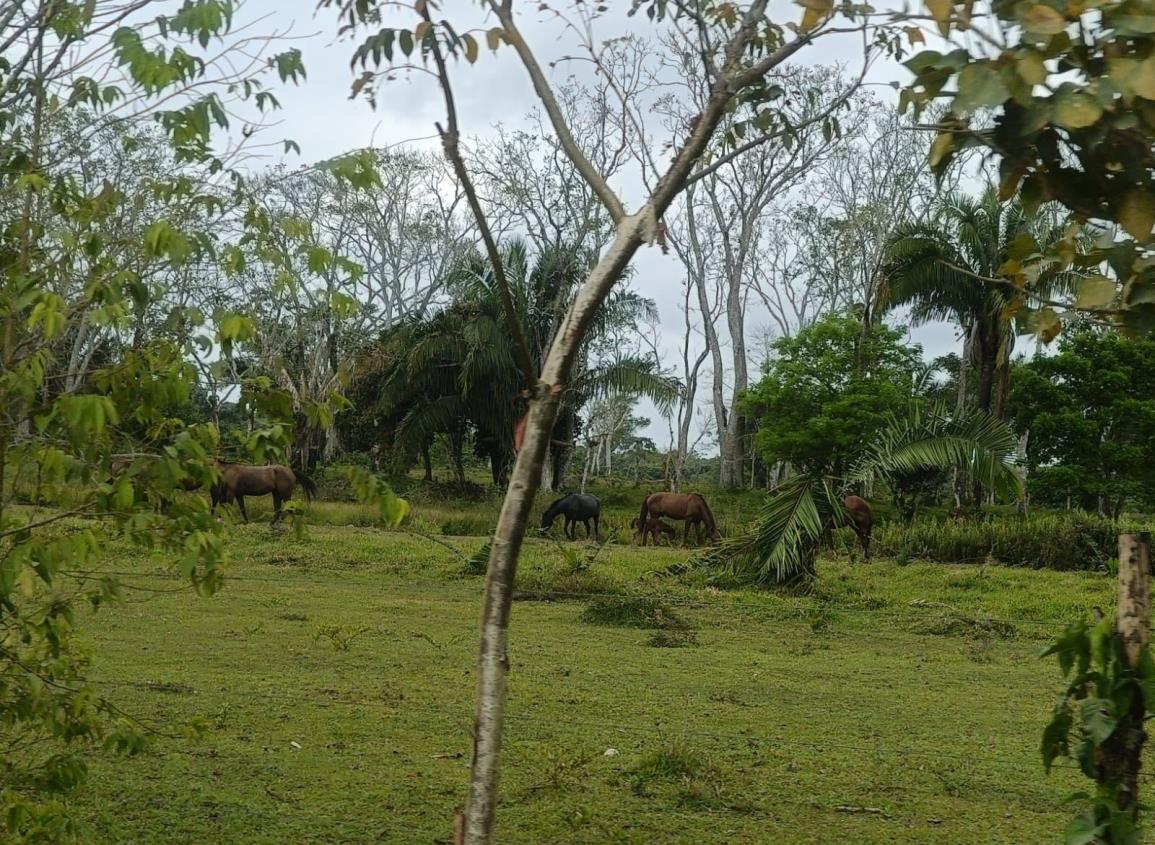 Abigeos siguen afectando a ganaderos en Moloacán, se roban una yegua y un caballo