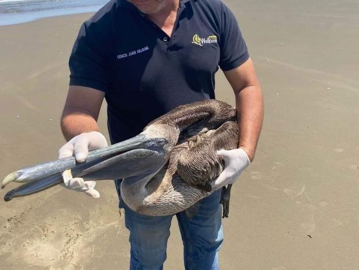 Rescatan a 3 pelicanos en playa de Coatzacoalcos
