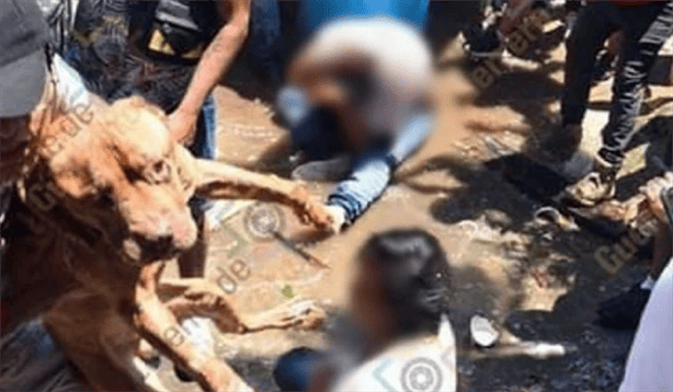 Perrito de Taxco: Intentó defender a su dueña de linchamiento ¿Dónde está? (+ VIDEO)